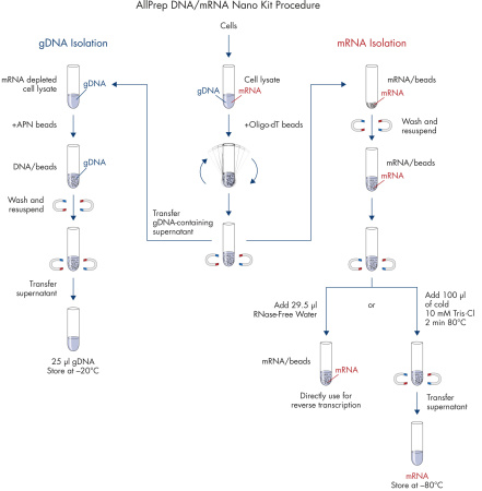 80272 Набор реагентов AllPrep DNA/mRNA Nano (12)