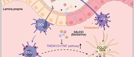 Single-cell секвенирование РНК показало, что замедляет развитие колоректального рака