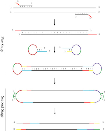 SPG-Ht001R NGS панель для определения наследственных форм рака / Hereditary Cancers Panel