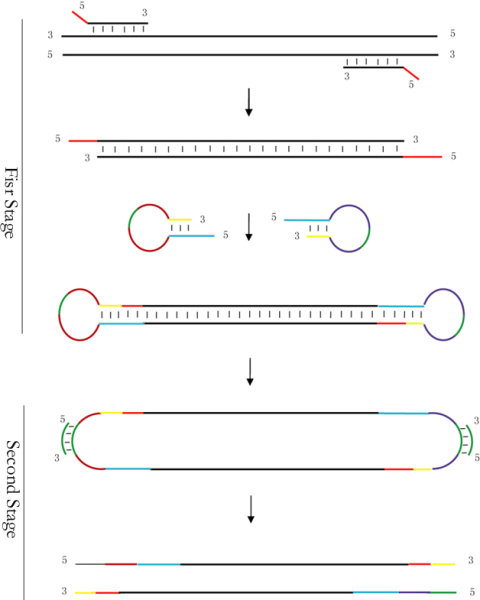 SPG-OC001R NGS панель для определения нарушений в генах при раке яичников / Human Ovarian Cancer Gene Mutations Detection Kit