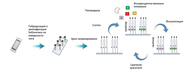 S000191 Набор для секвенирования на FASTASeq 300 V1.0 (Ячейка FCH-D, 75 циклов, 250M прочтений на ячейку)