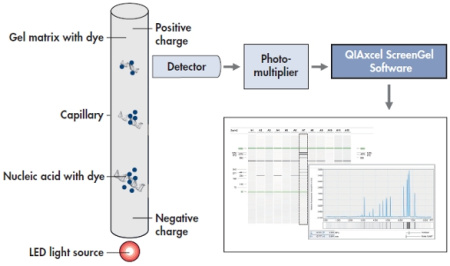 929002 Набор реагентов QIAxcel DNA High Resolution Kit (1200)