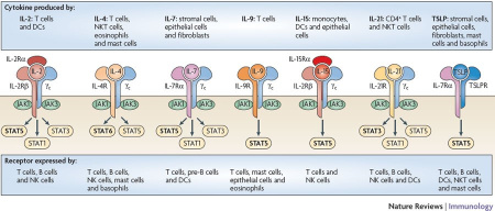 Рекомбинантный человеческий интерлейкин 15 Recombinant Human IL-15