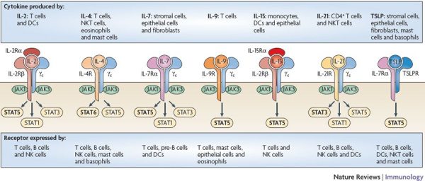 Рекомбинантный человеческий интерлейкин 7 Recombinant Human IL-7